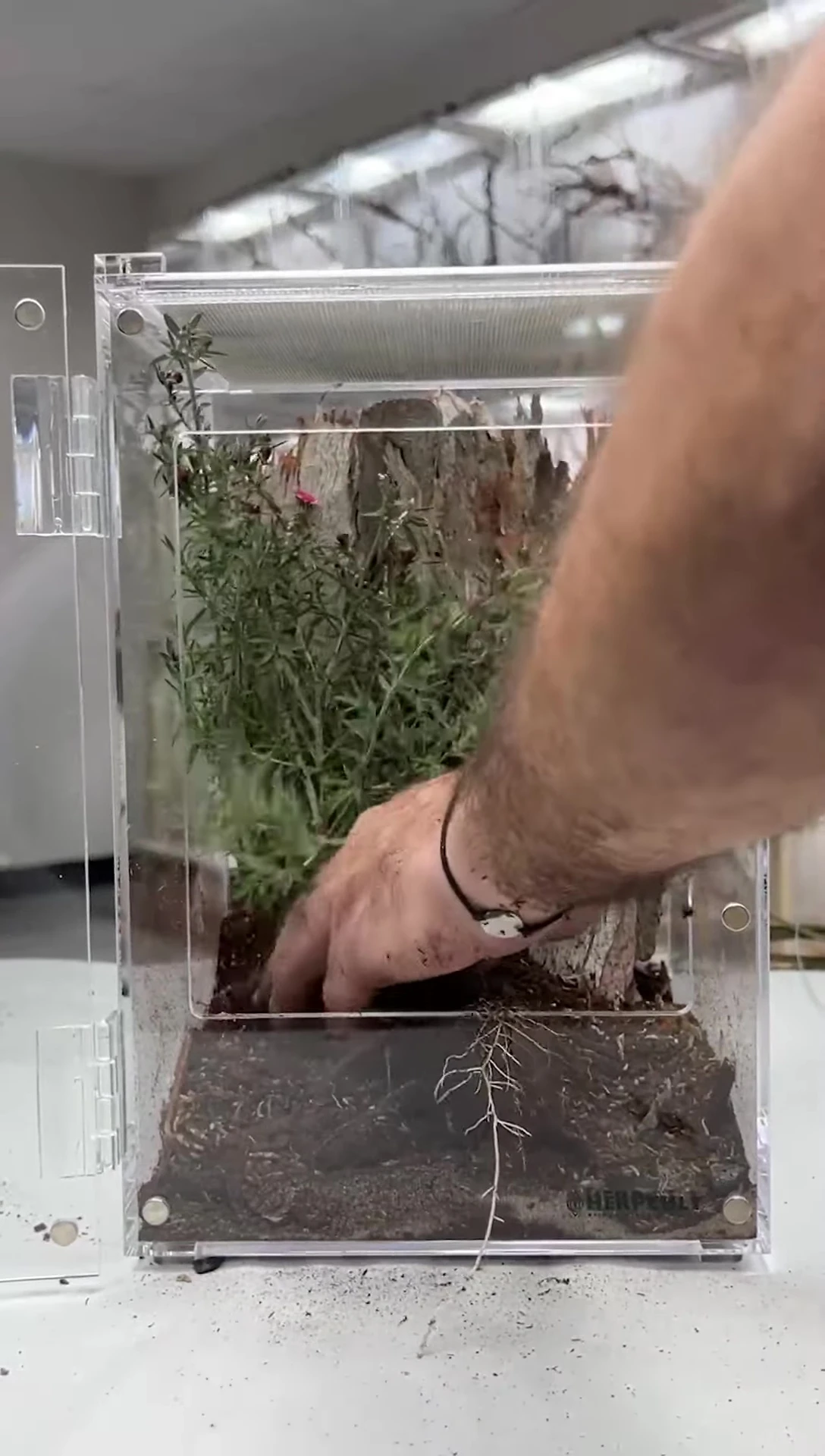 A small shrub being added to the enclosure.