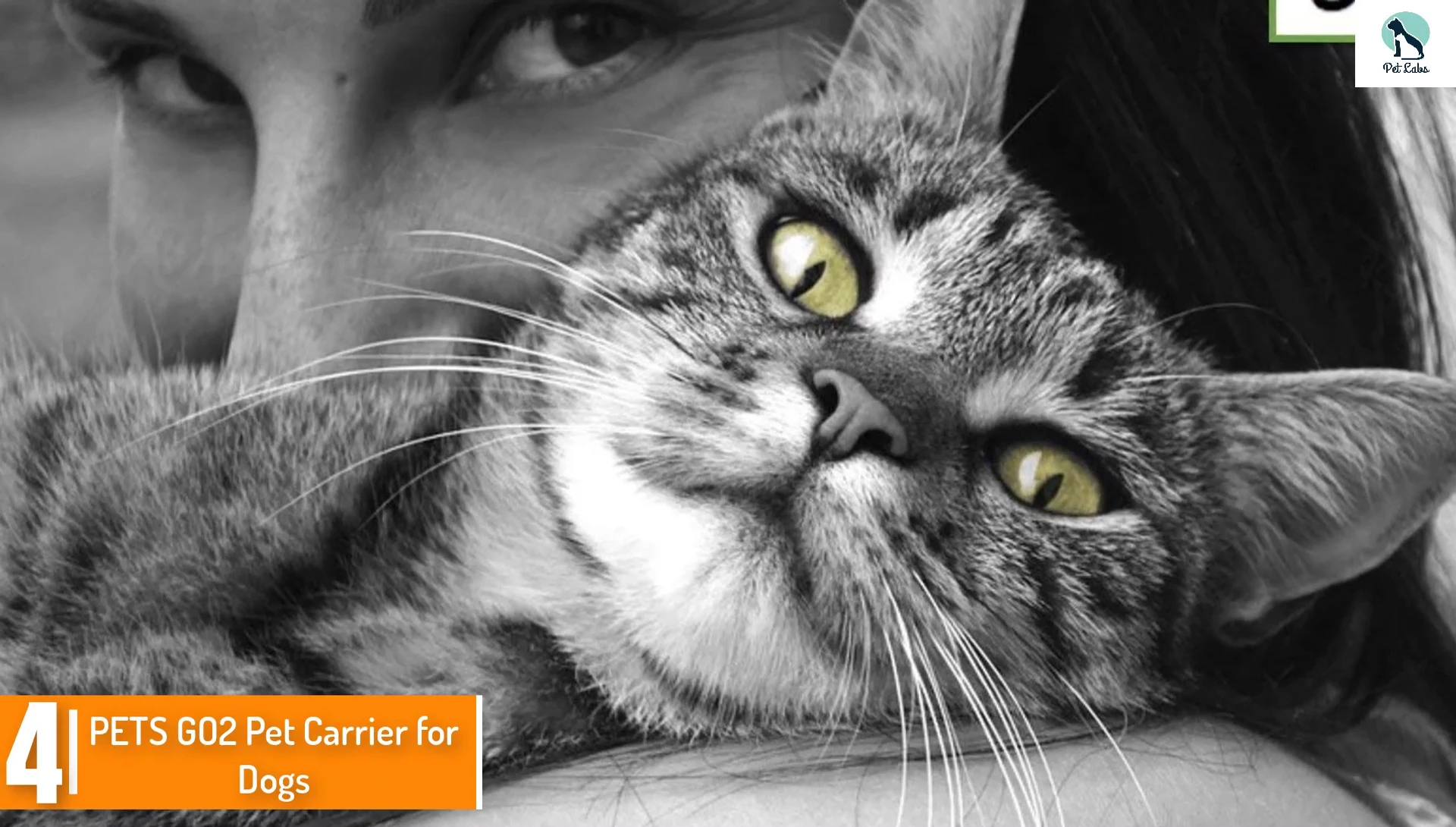 A dog comfortably inside the Pets Go To Pet Carrier