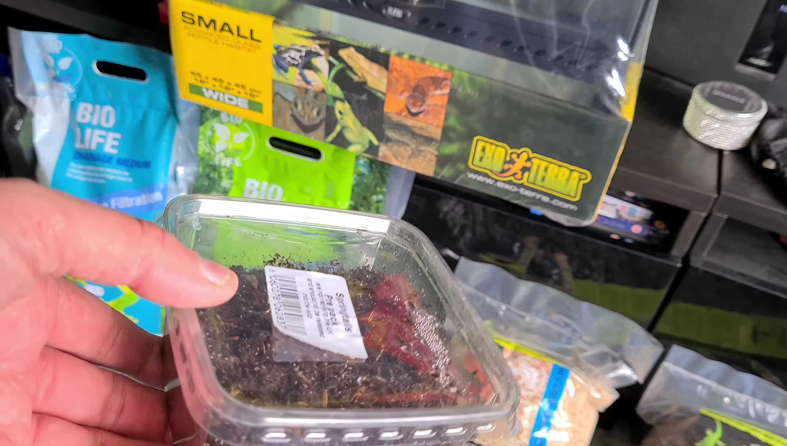 Springtails