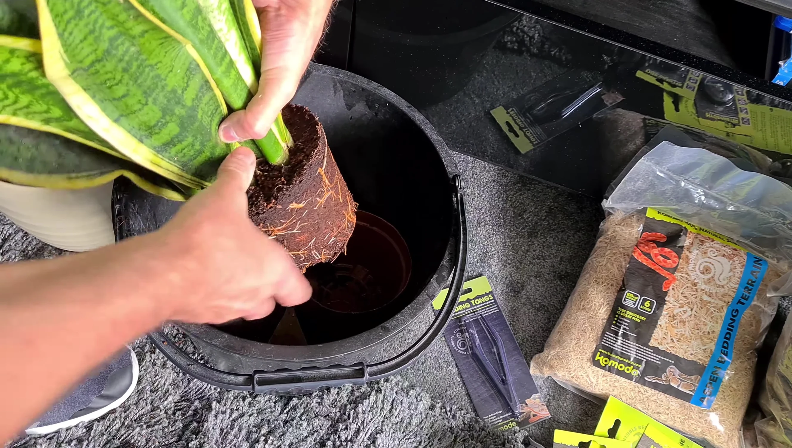 Preparing the mother of tongue plant
