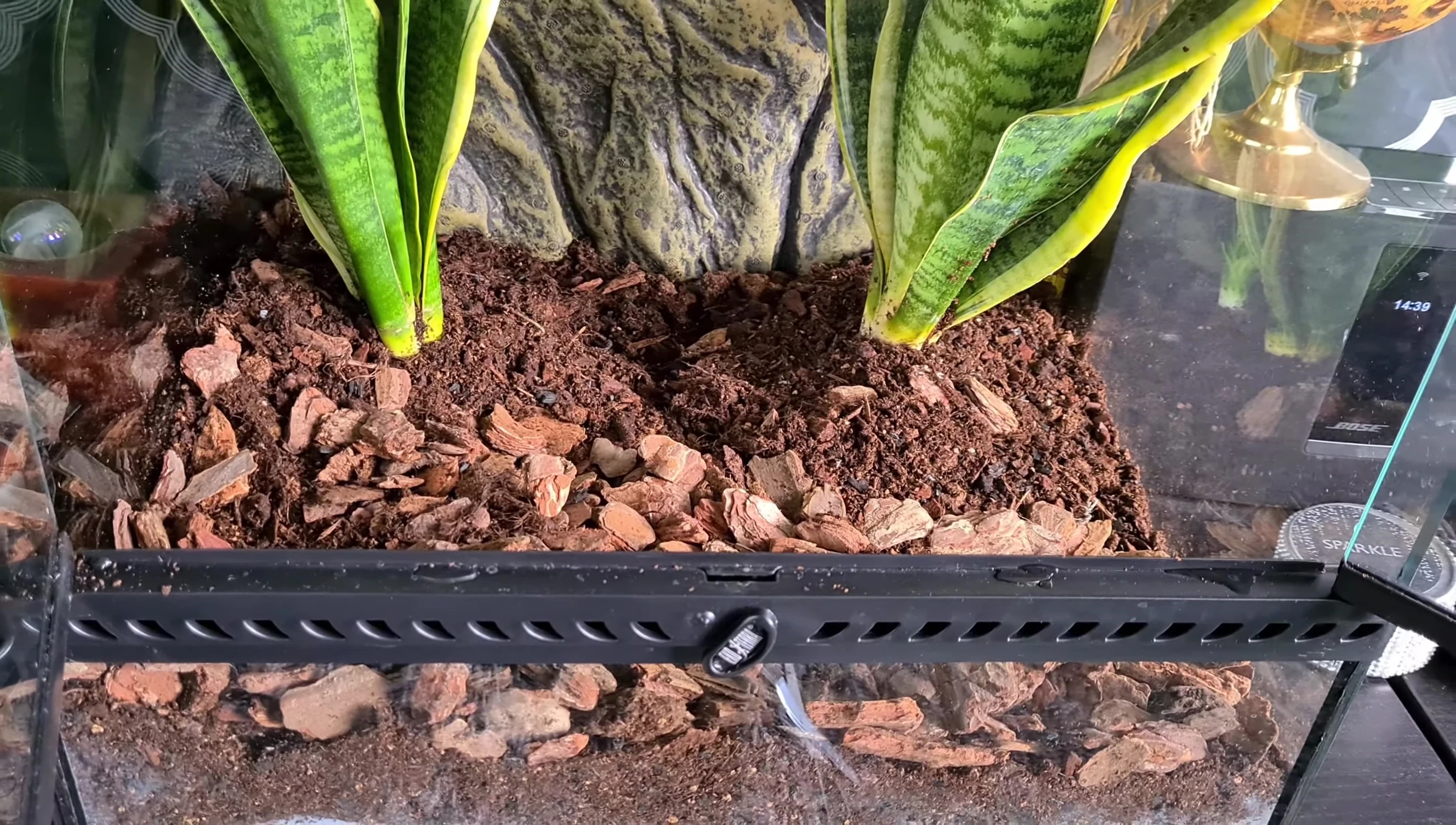 Plants in terrarium