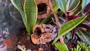 Gecko Terrarium Setup: A Comprehensive Guide for Beginners