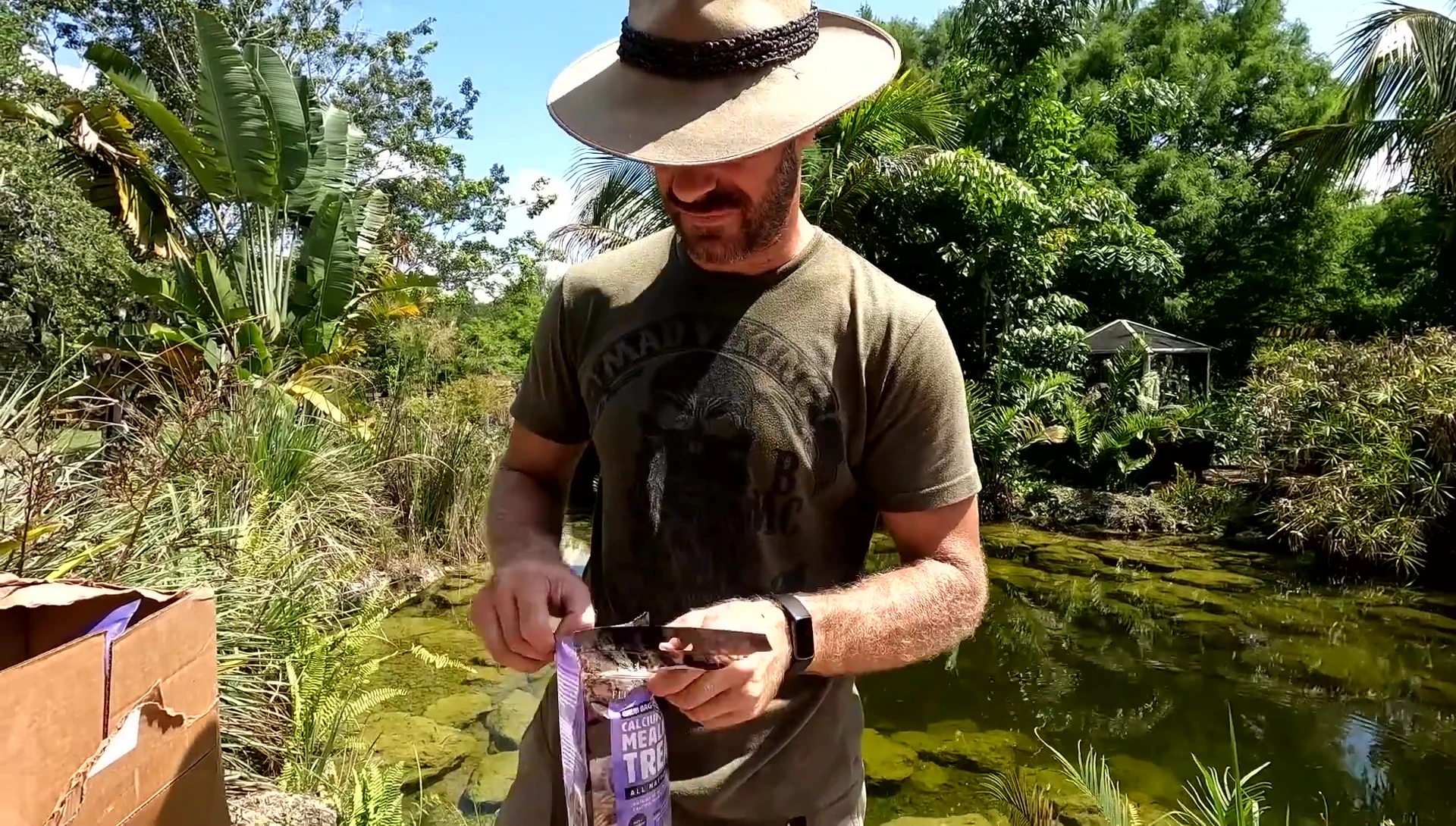 Black throat monitors enthusiastically consuming the insect blend.
