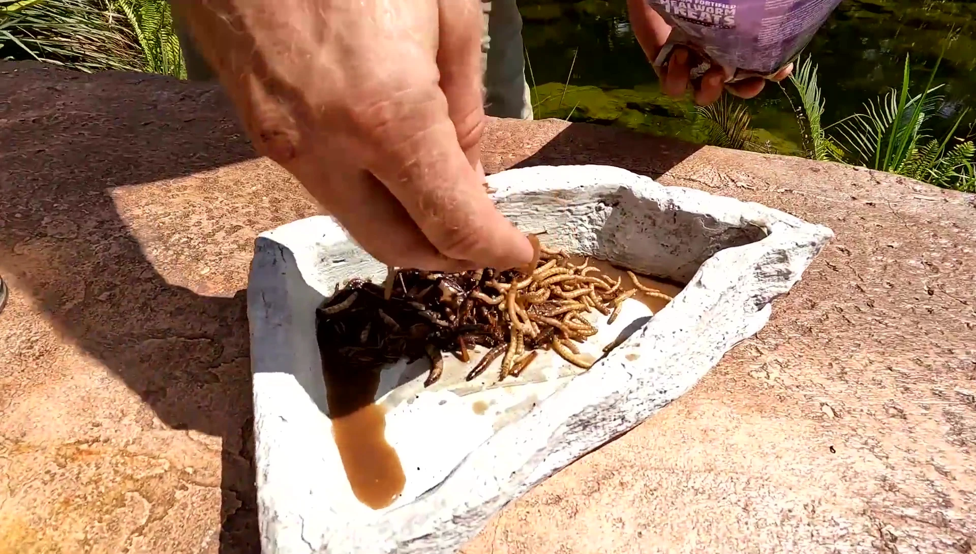 Black throat monitors enjoying the calcium-fortified mealworms.