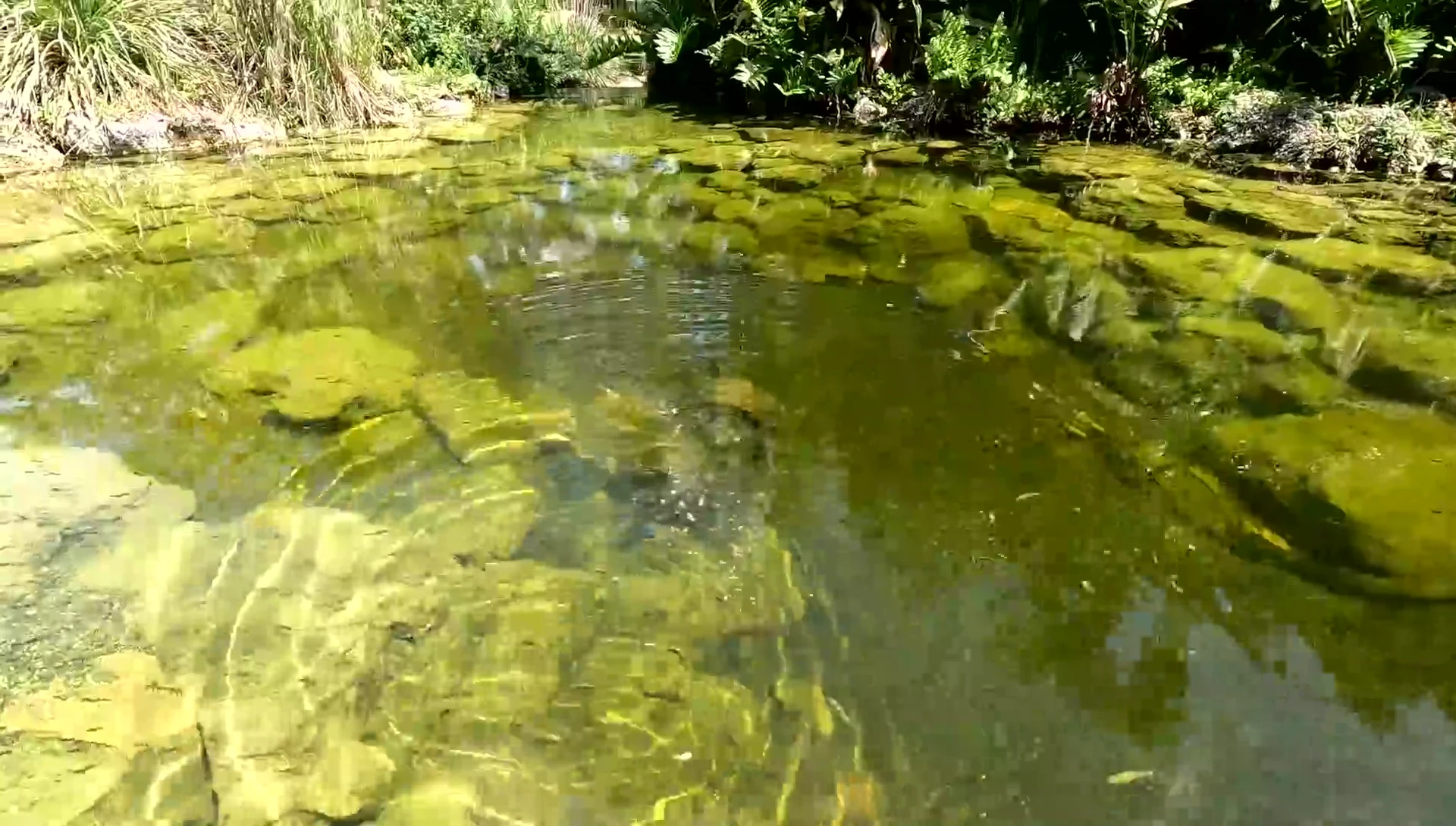 Terrapin feeding on the Fluker Farms River Shrimp.