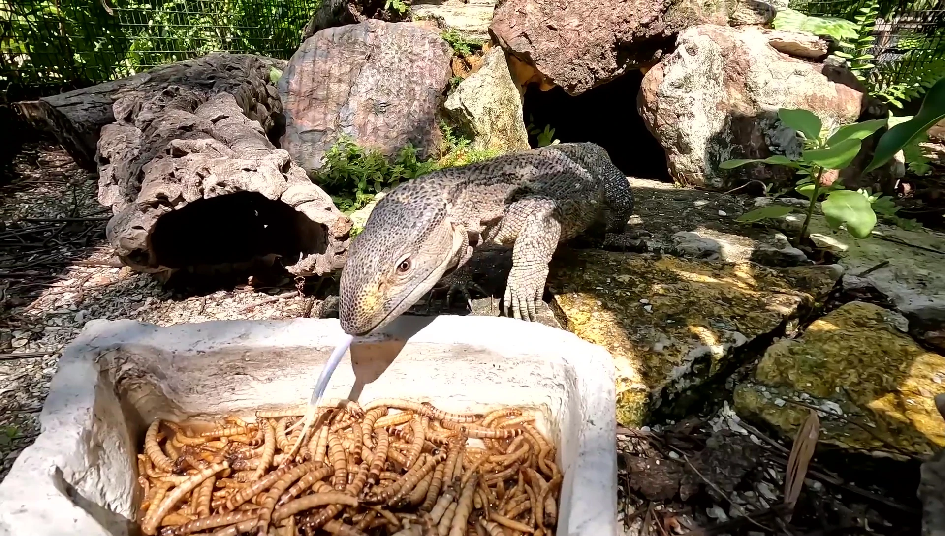 Reptiles enthusiastically feeding on the freeze-dried superworms.