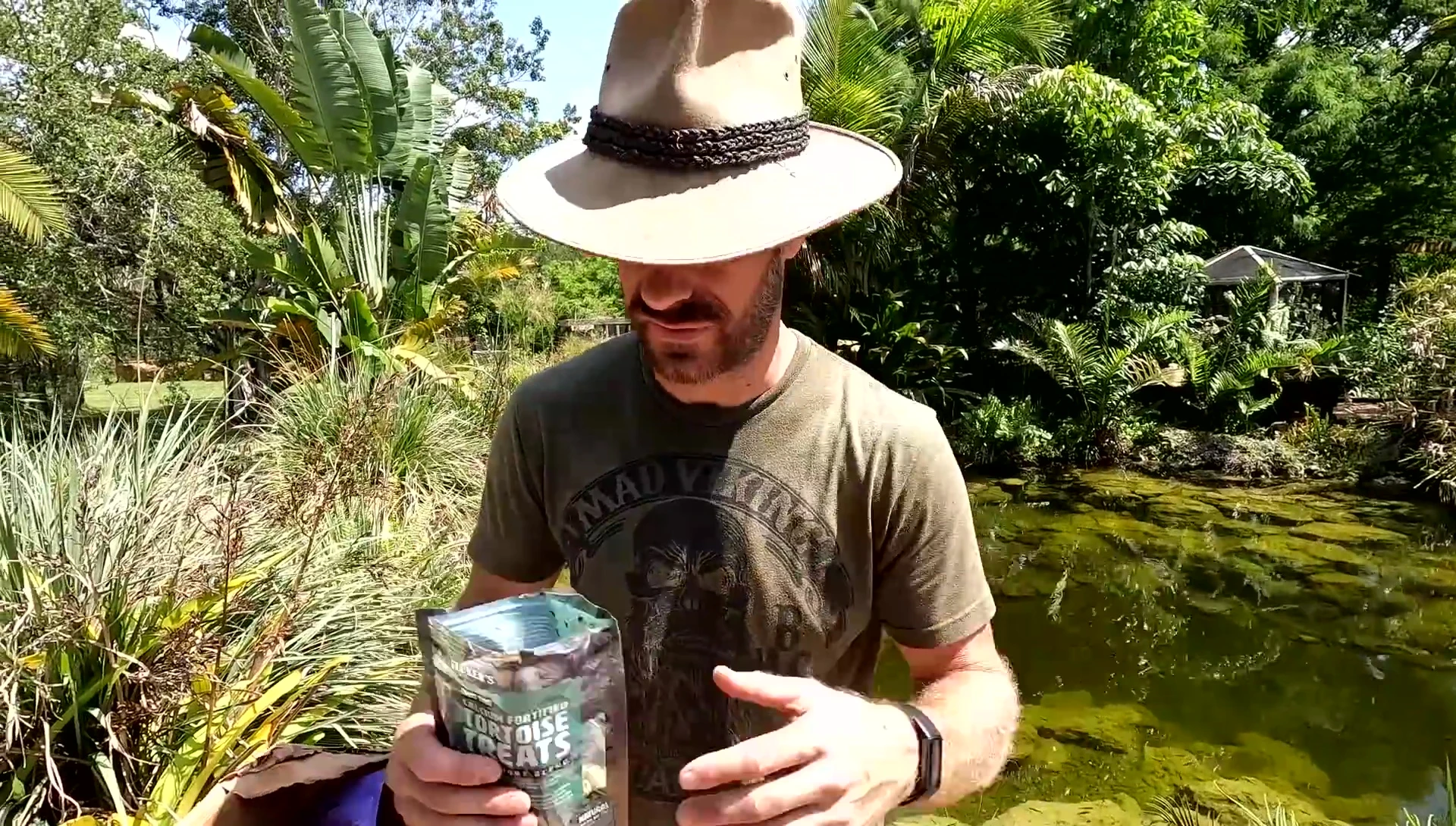 Tortoises feeding on the rehydrated vegetable mix.