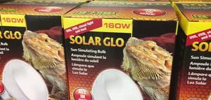 Ultimate Guide to UVB Bulbs for Reptiles: Types, Strengths, and Lifespan