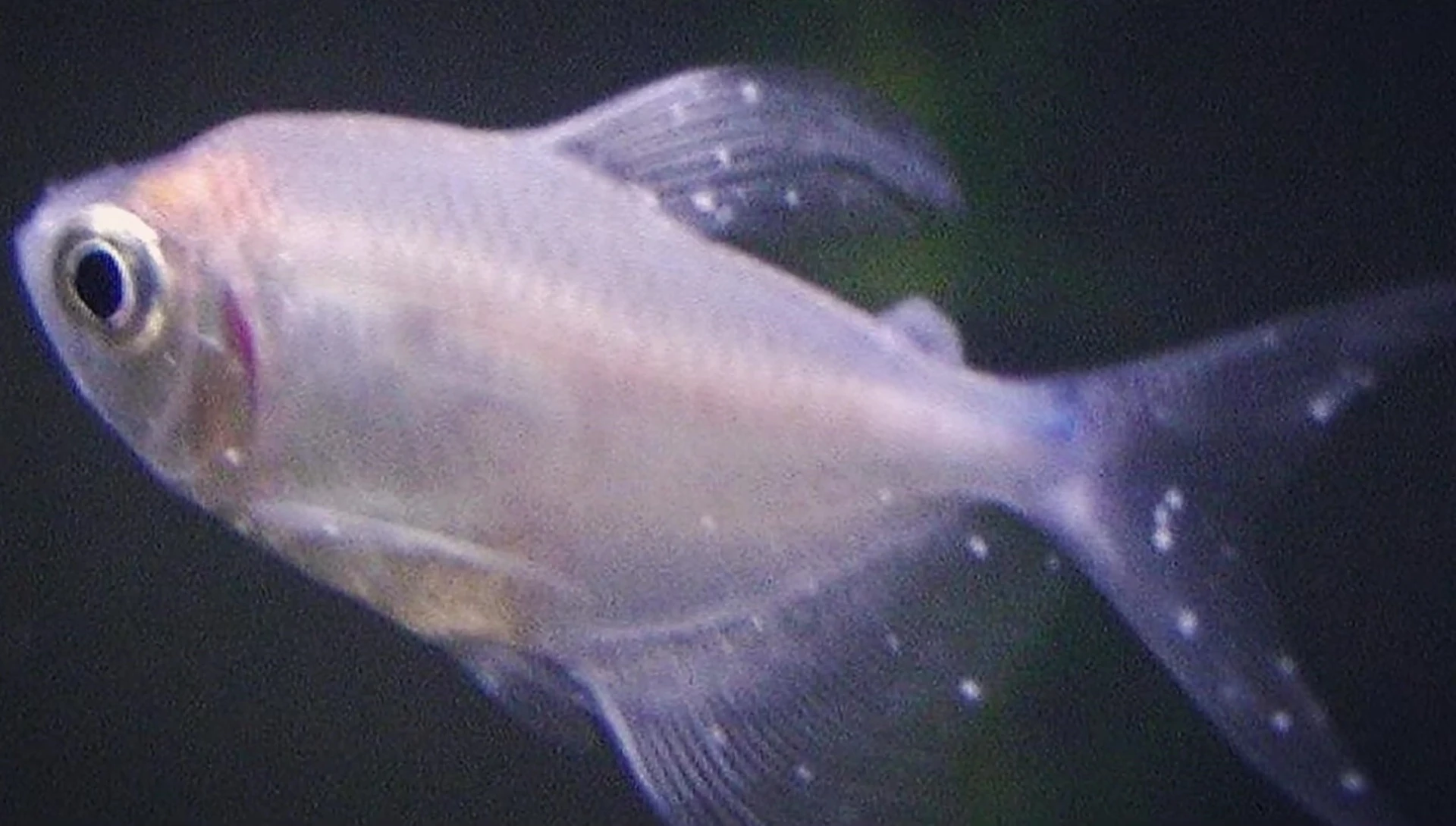 A close-up shot of a healthy fish.