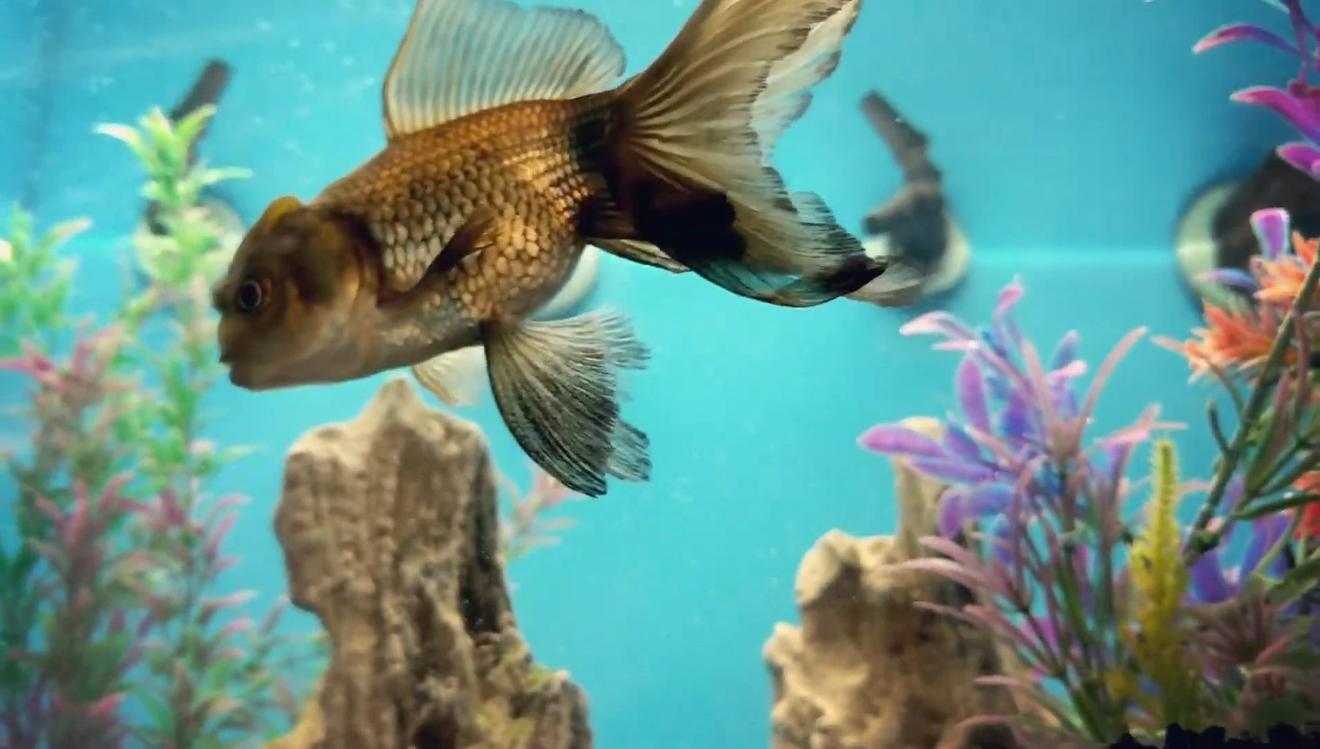 A person researching fish care online.