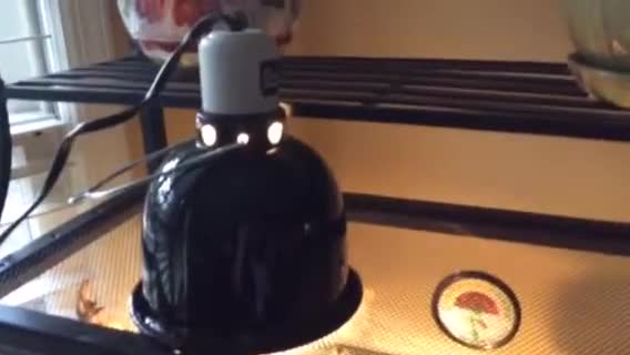 Initial view of the All Living Things dome lamp packaging or the lamp itself.