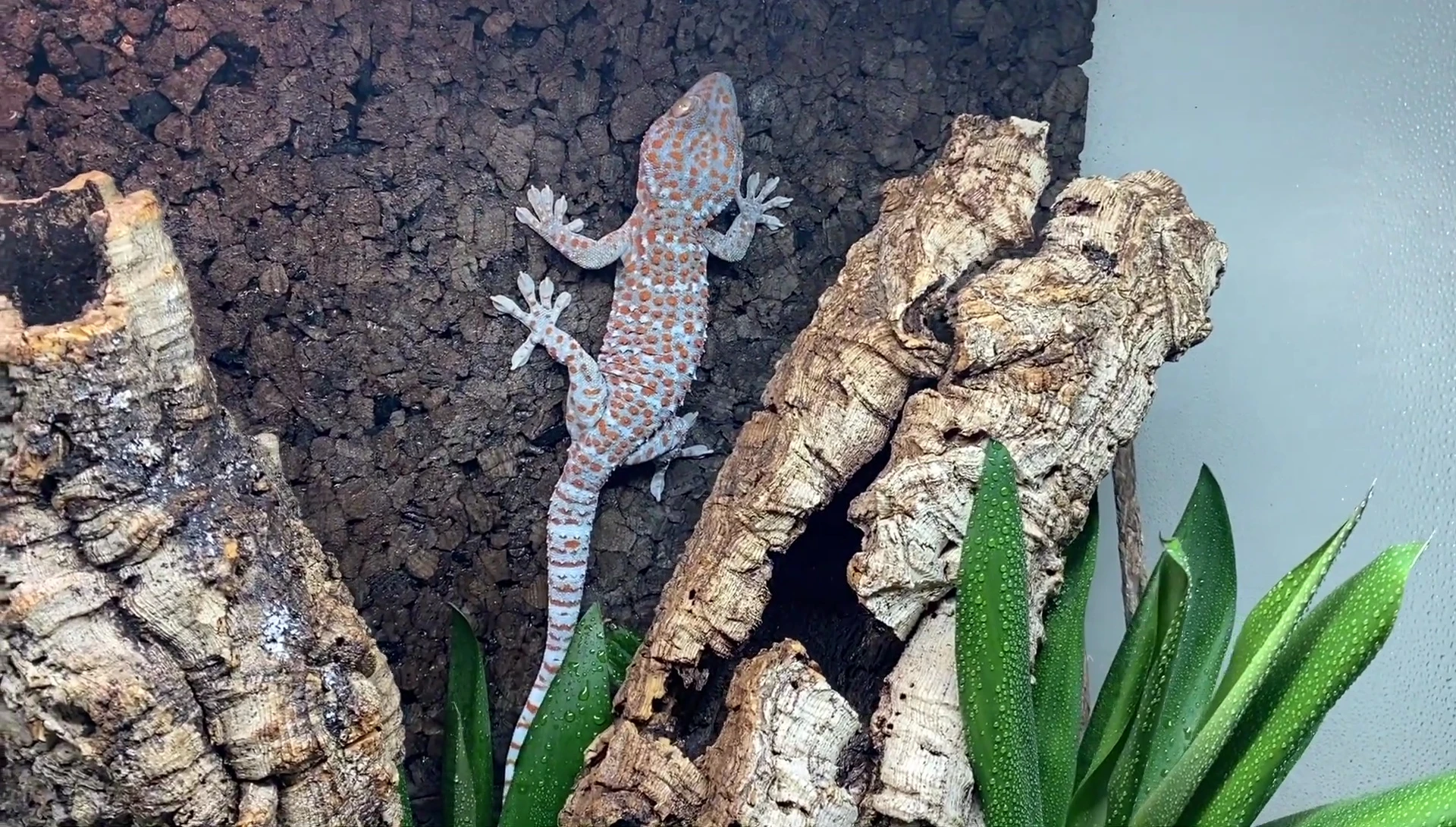 Tiki successfully relocated to the new enclosure