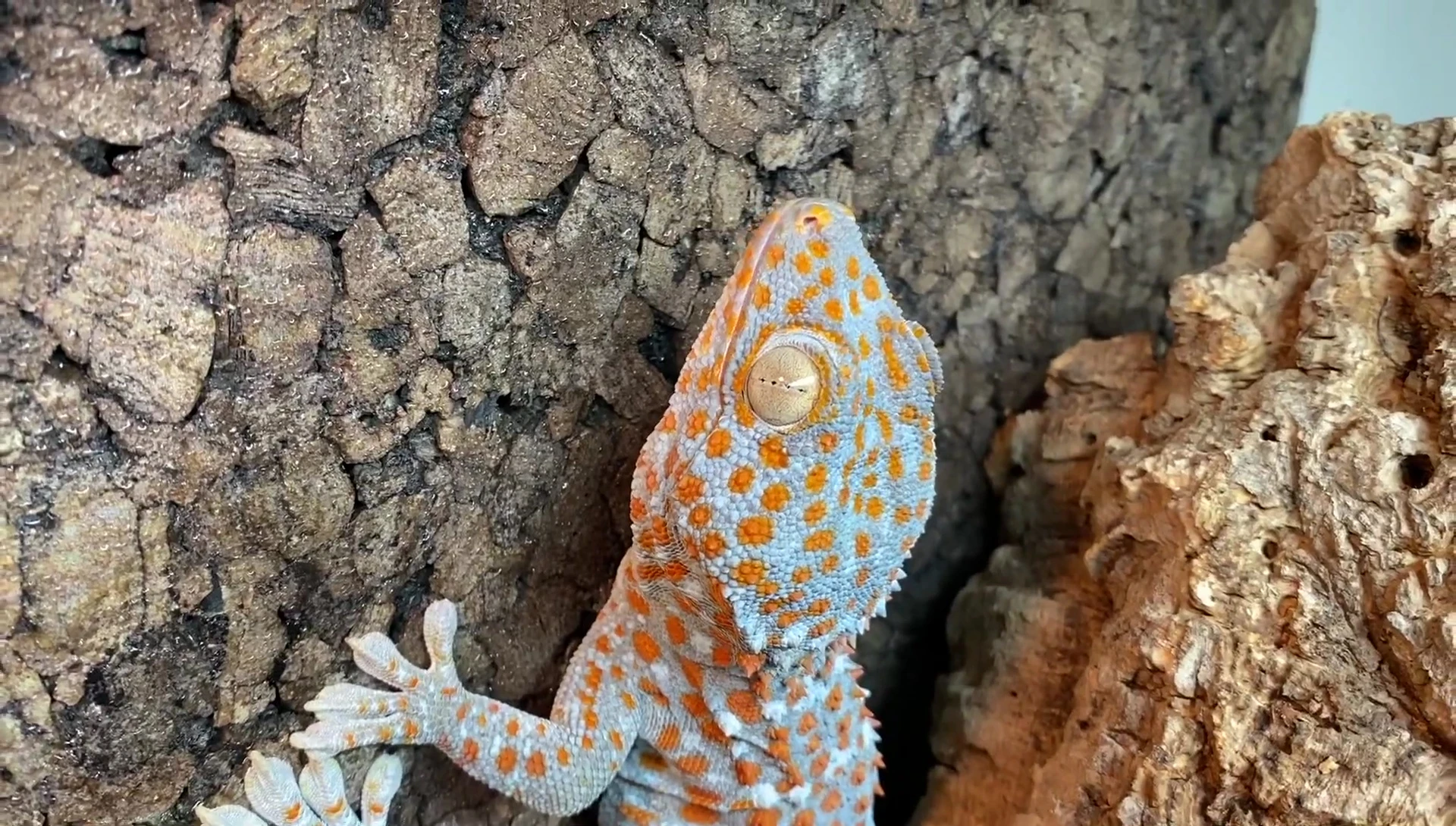 Tiki exploring his new enclosure