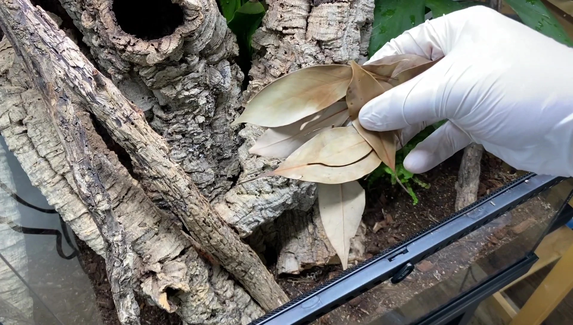 Leaf litter sprinkled on the substrate