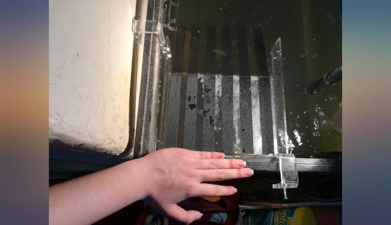 The turtle initially exploring the platform.