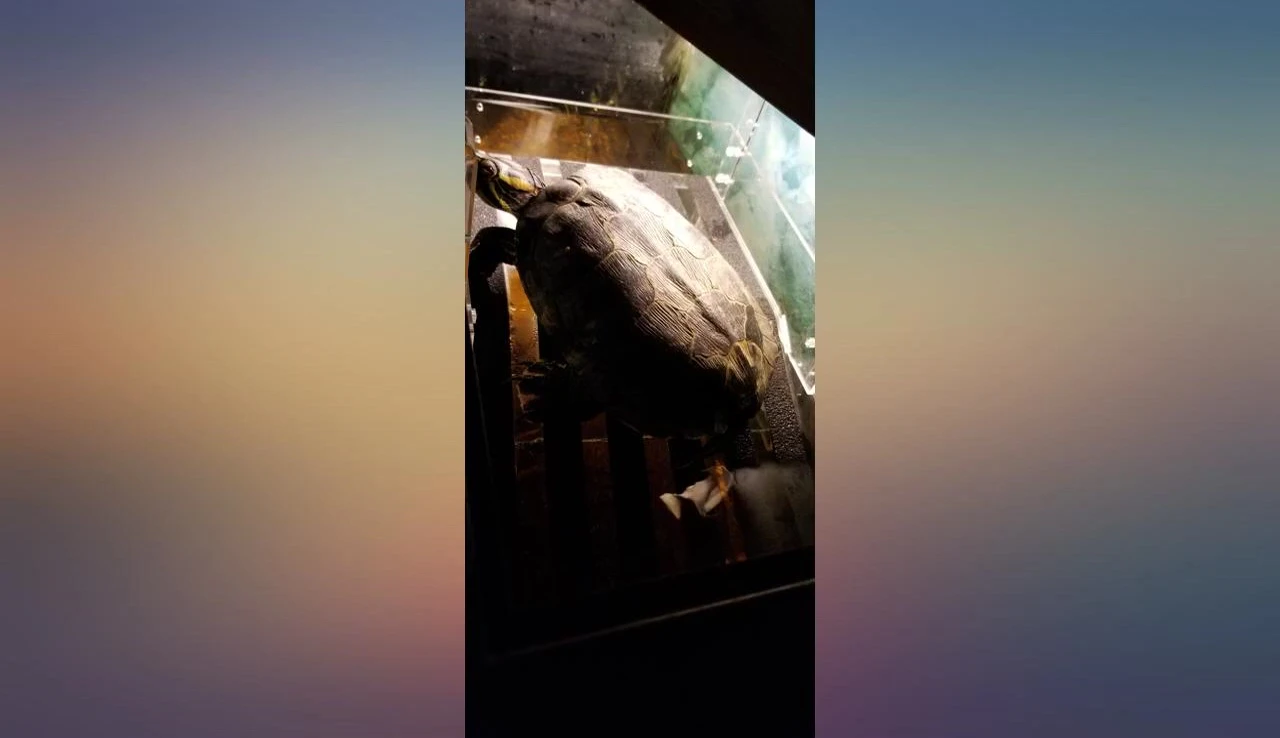 The turtle safely resting on the sturdy platform.